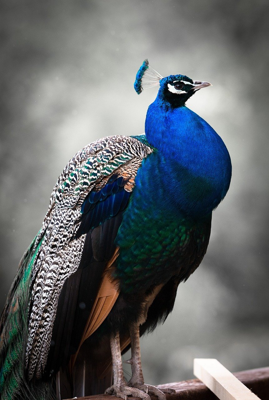 Mastering the Peacock Pose: A Journey to Strength and Balance